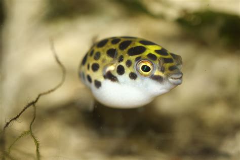 food for green spotted puffer fish